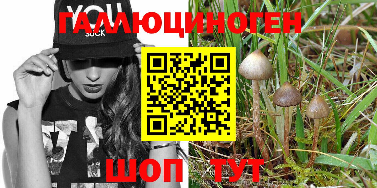 Ногинск  закладка  Вход с VPN  Псилоцибиновые грибы Magic Shrooms  Псилоцибиновые грибы Cubensis 